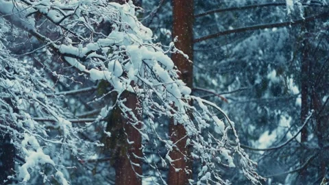 Snow-Laden Branches in a Winter Forest with Slow Motioned Falling Snowflakes Stock Footage 296283869