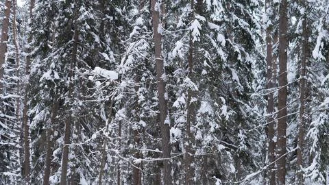 Snow laden conifer trunks and branches in dense winter forest with muted Stock Photos