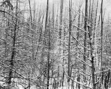 Snow laden dead cedar trees in a swamp Stock Photos