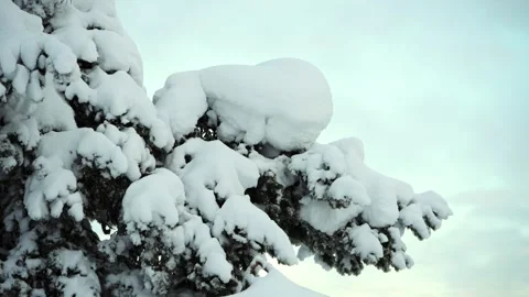 Snow-laden pine branches glisten under the soft morning light in a serene winter Stock Footage 285962467