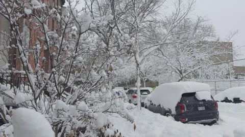 Snow-Laden Shrub Branches Over Buried Cars, Brooklyn Side Street Stock Footage 329888685