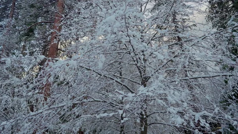 Snow laden tree branches in winter forest close up Stock-Footage 347988058