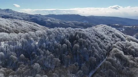 Snow-Laden Trees and Rolling Hills in Georgia Stock Footage 295509045