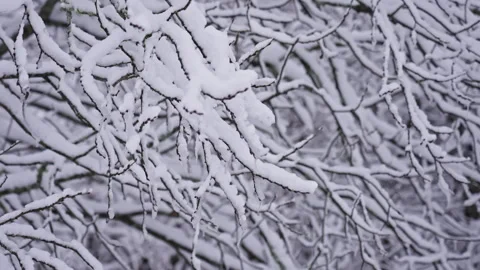 Snow-Laden Trees in a Cold Misty Forest. Version 3 Vídeo Stock 299847093