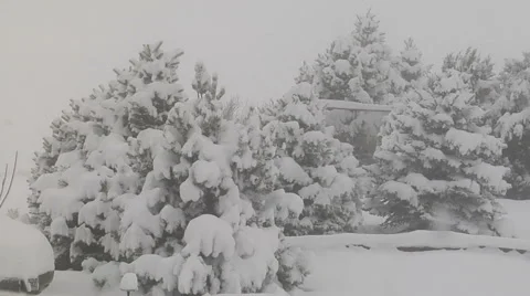 Snow Laden Trees Stock Footage 54752162