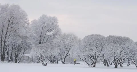 Snow-laden trees frame a winter scene, with a lamppost and a lone individual Stock Footage 253286226