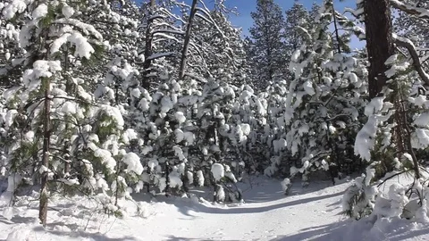 Snow laden trees in the mountains Stock Footage 98678588