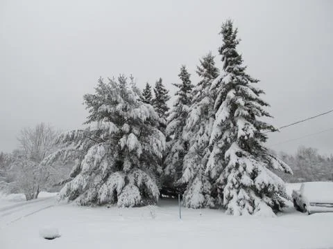 Snow-laden trees 스톡 사진