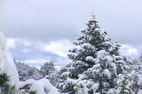 Snow laden trees under cloudy day Stock Footage 266466