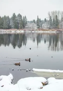 Snow on the lake. Stock Photos