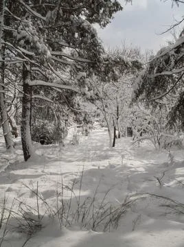 Snow landscape Stock Photos