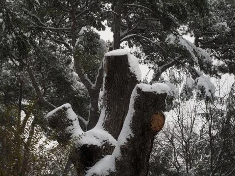 Snow landscape Stock Photos