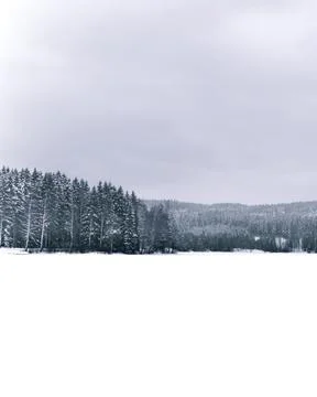Snow landscape with trees in the middle Stock Photos
