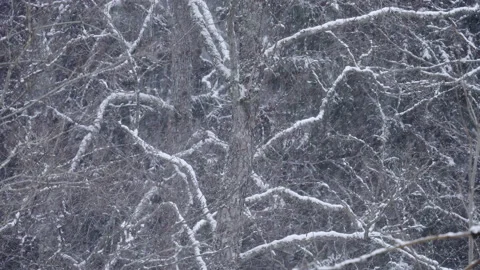 Snow, large flakes of snow create a winter background. Stock Footage 171726512