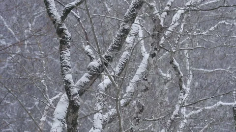 Snow, large flakes of snow create a winter background. Stock Footage 178029353