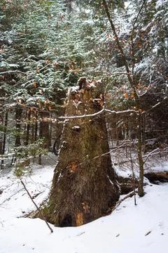 Snow layer on a stump. Winter forest. Stock Photos