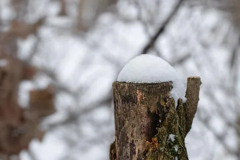 Snow layer on a stump.Winter forest. Foto stock