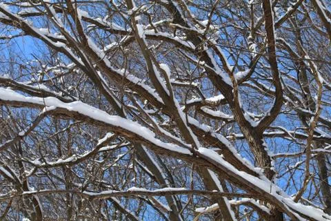 Snow Layered Tree Branches Stock Photos