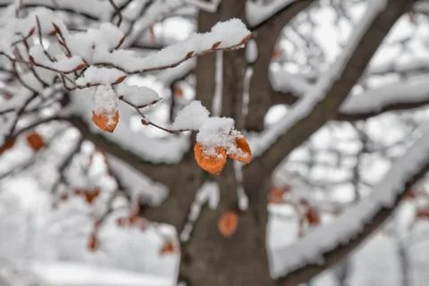 Snow on leaf Stock Photos
