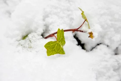 Snow on leaf Stock Photos
