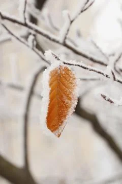 Snow on leaf Foto stock