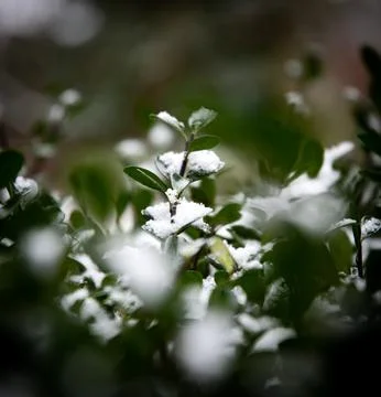 Snow on Leaf Stockfoto's