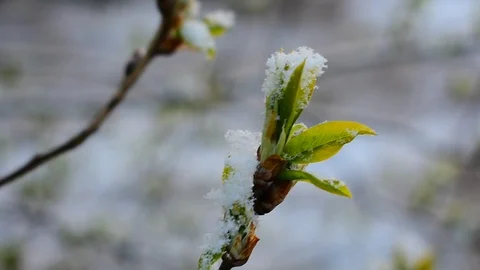 Snow on the leaves of bird cherry Stock Footage 128806099