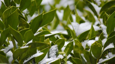 Snow on Leaves Video stock 981524
