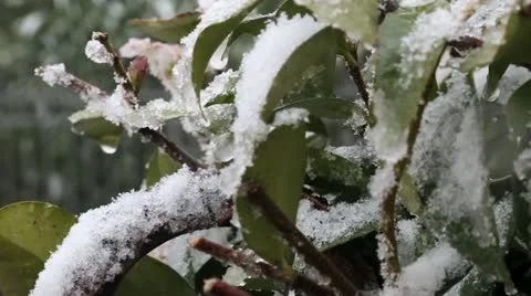 Snow leaves Video stock 21426277
