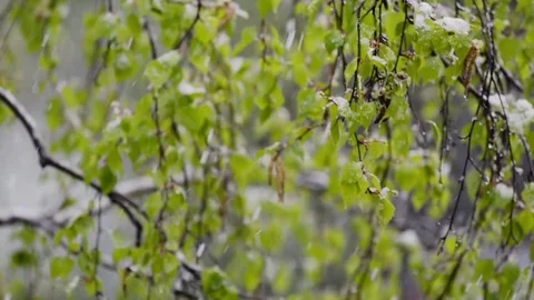 Snow on Leaves Video stock 75683238