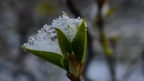 Snow on the leaves Stock Footage 128806089