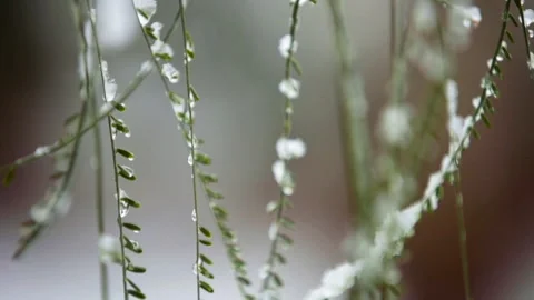 Snow on Leaves Видео 130219772