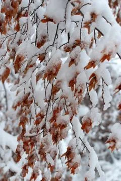 Snow on leaves Stock Photos