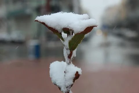 Snow on the leaves Stock Photos