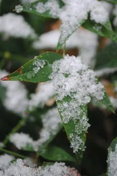 Snow in the leaves  Stockfoto's
