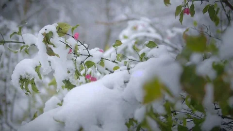 The snow on the leaves of the tree Video stock 69768756