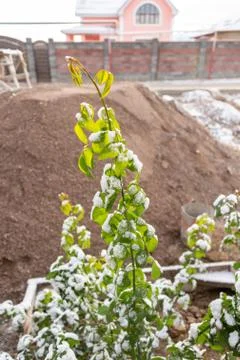 Snow on the leaves of trees Foto stock