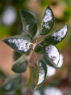 Snow on the leaves of trees Stock Photos