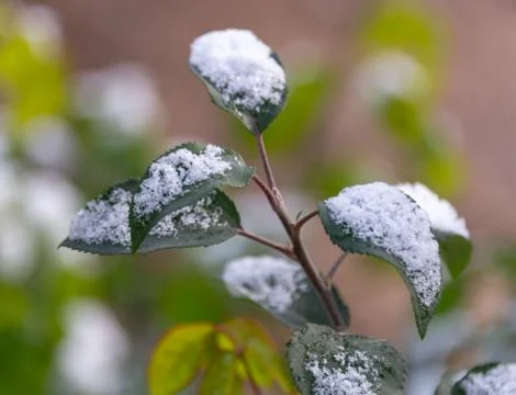 Snow on the leaves of trees Stock Photos