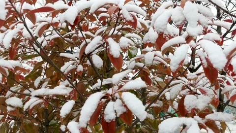 Snow on the leaves in winter Stock Footage 170031052