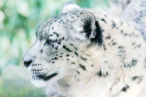 Snow leopard alert Stock Photos