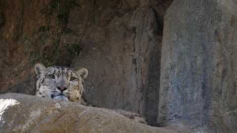Snow leopard behind a rock Stock Footage 111825893