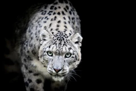 Snow leopard with a black background Stock Photos