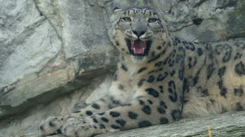 Snow Leopard breathing close Stock Footage 219625900