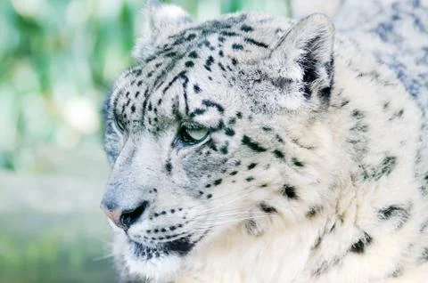 Snow leopard camouflage Stock Photos