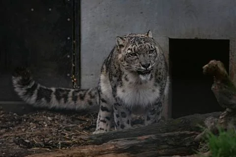 Snow leopard in Captivity (Cat Preservation Society, Welwyn, UK) Stock Photos