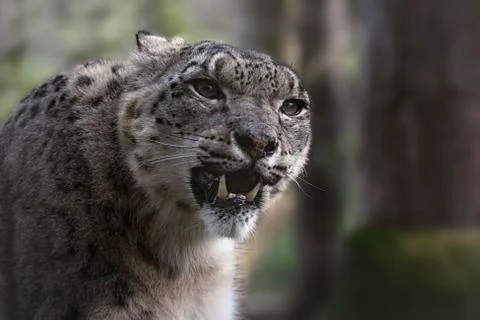 Snow leopard in Captivity (Cat Preservation Society, Welwyn, UK) Stock Photos