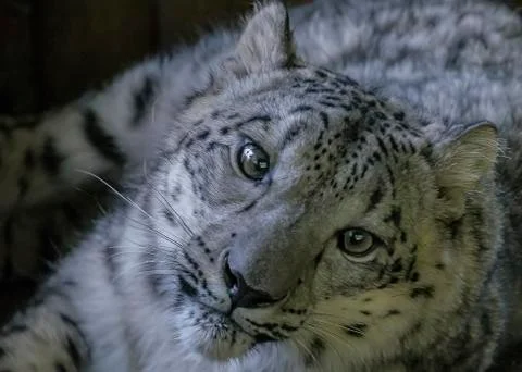 Snow leopard in captivity -  close up Stock Photos