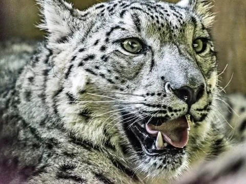 Snow leopard in captivity -  close up Stock Photos