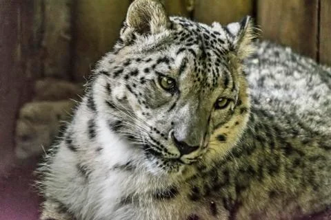 Snow leopard in captivity -  close up Stock Photos